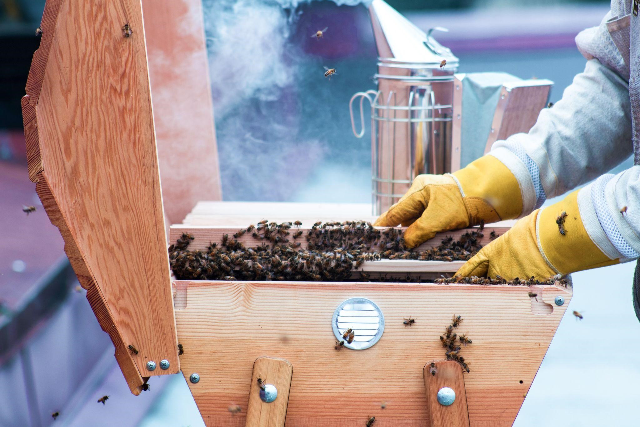 Пчеловод – кто это и как им стать?