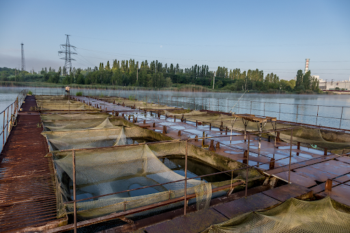 Рыбоводство. Организация товарного выращивания рыбы и гидробионтов в прудах